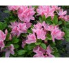 Азалия японская Кермесина Роз  (Kermesine Rose) С2, 2,5года